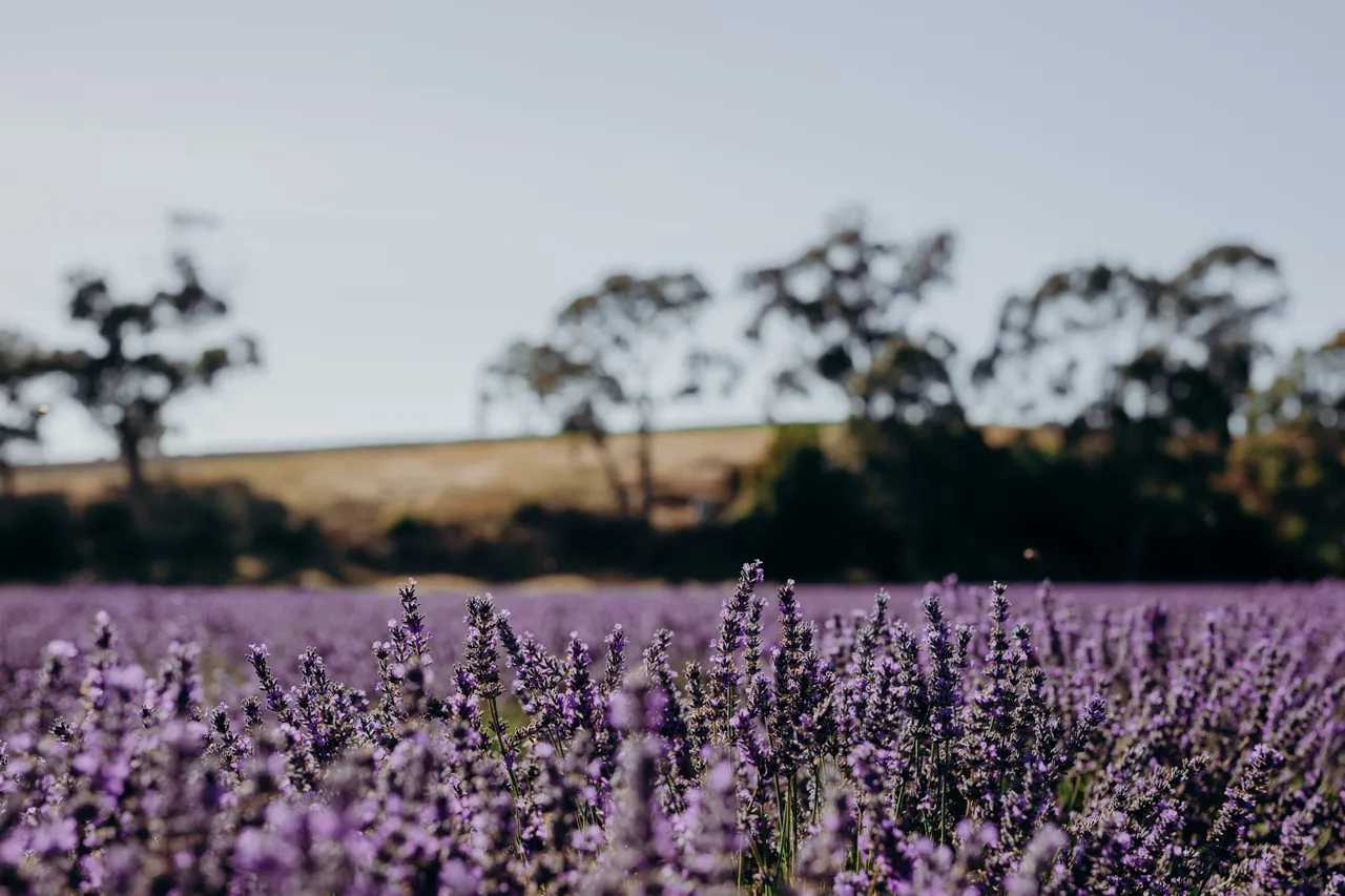 Lavender Farm