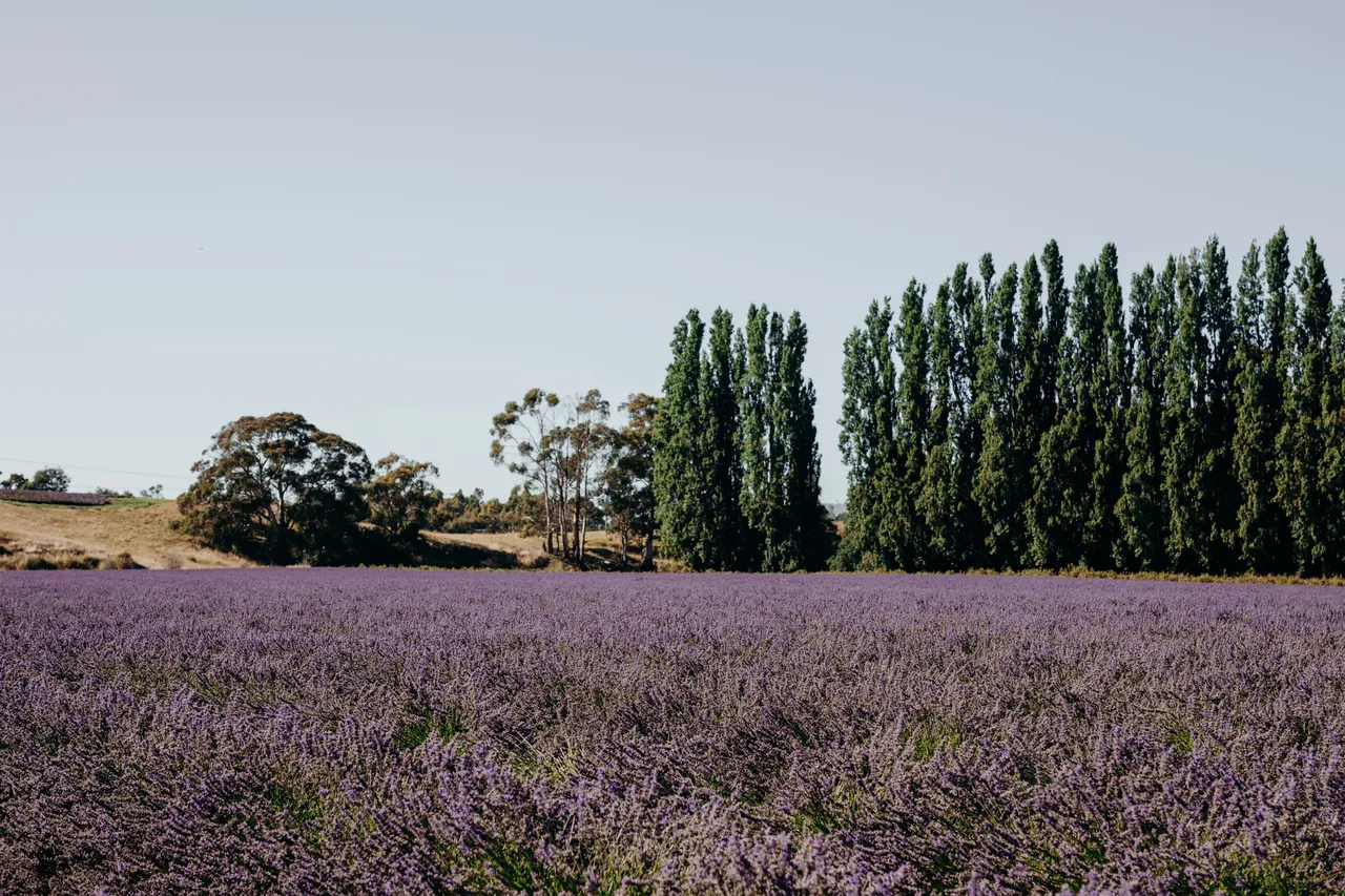 Lavender Farm