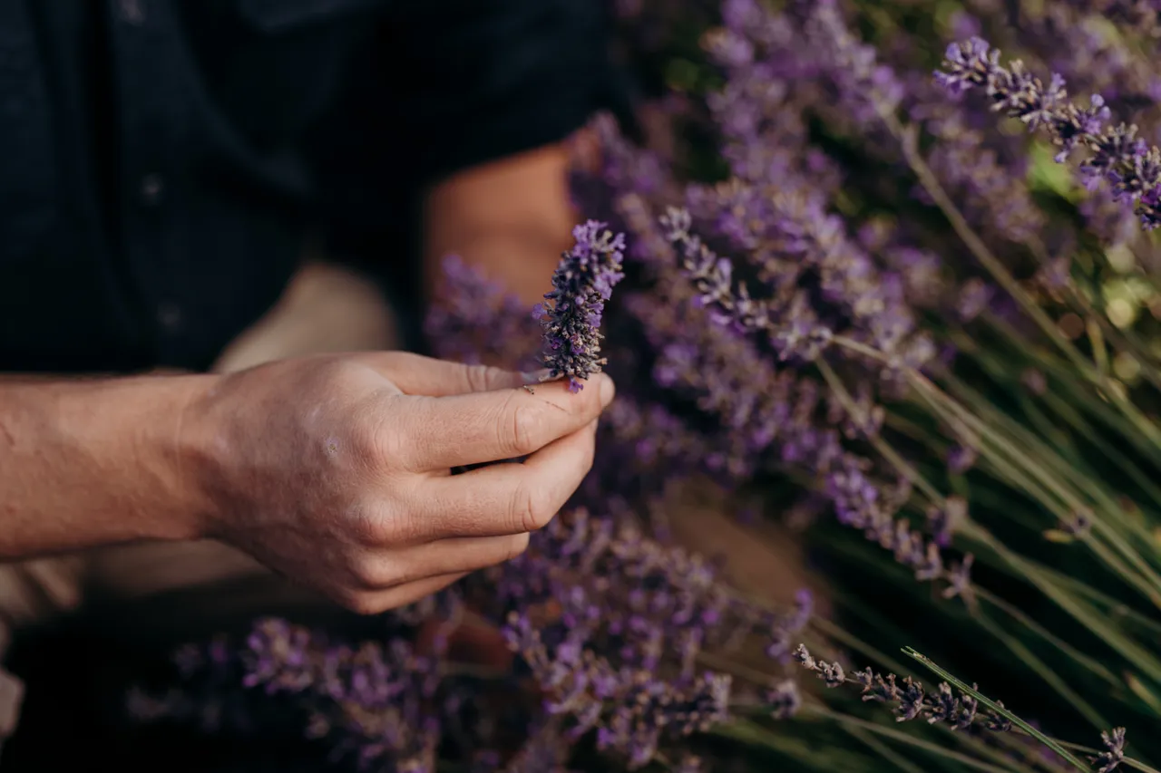Lavender Farm