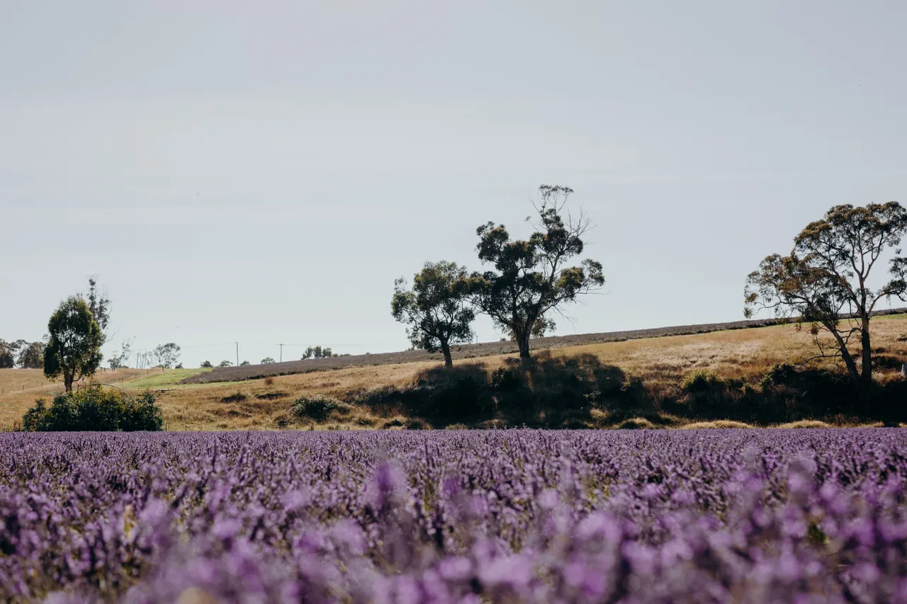 Lavender Farm