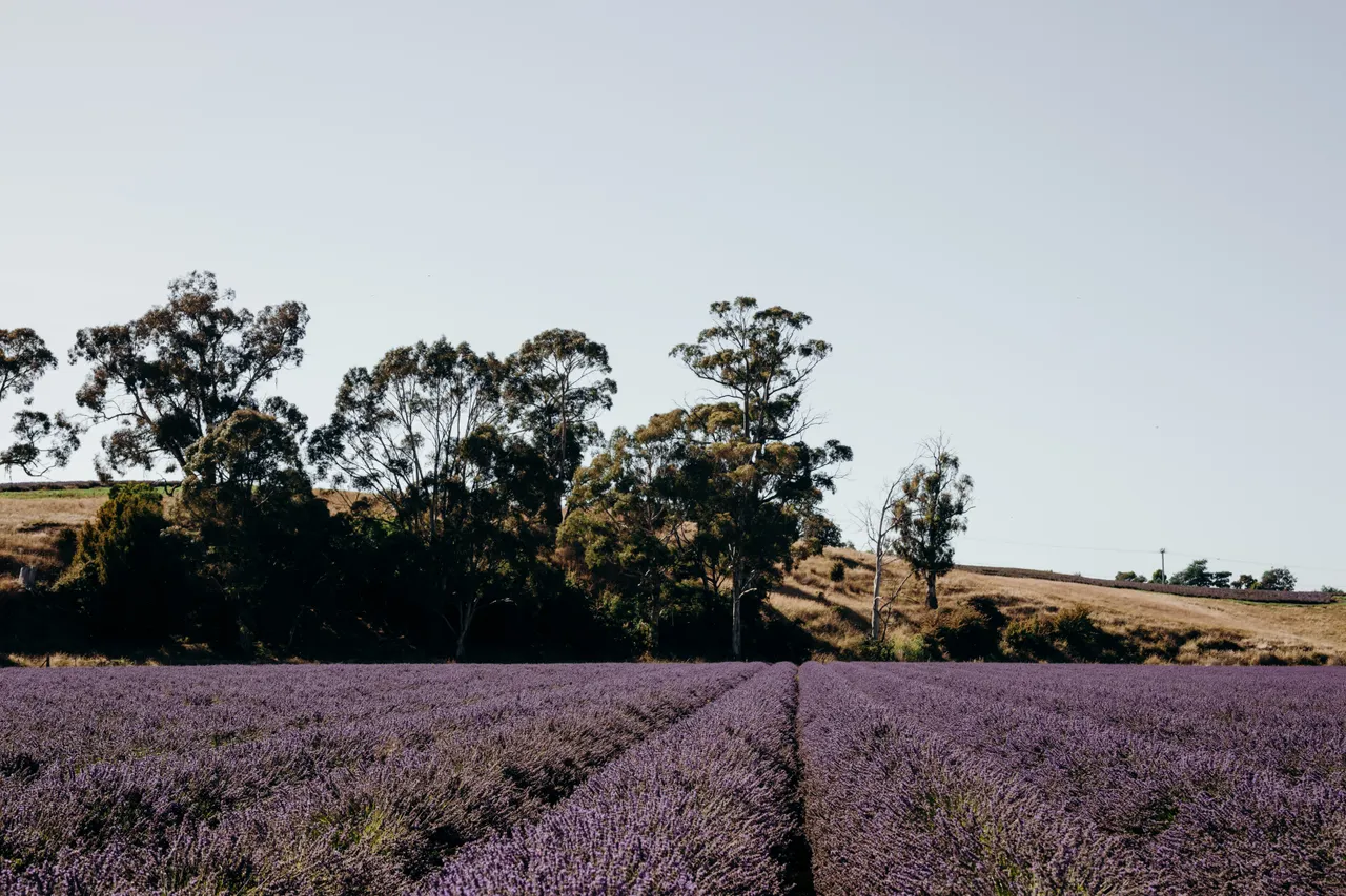 Lavender Farm