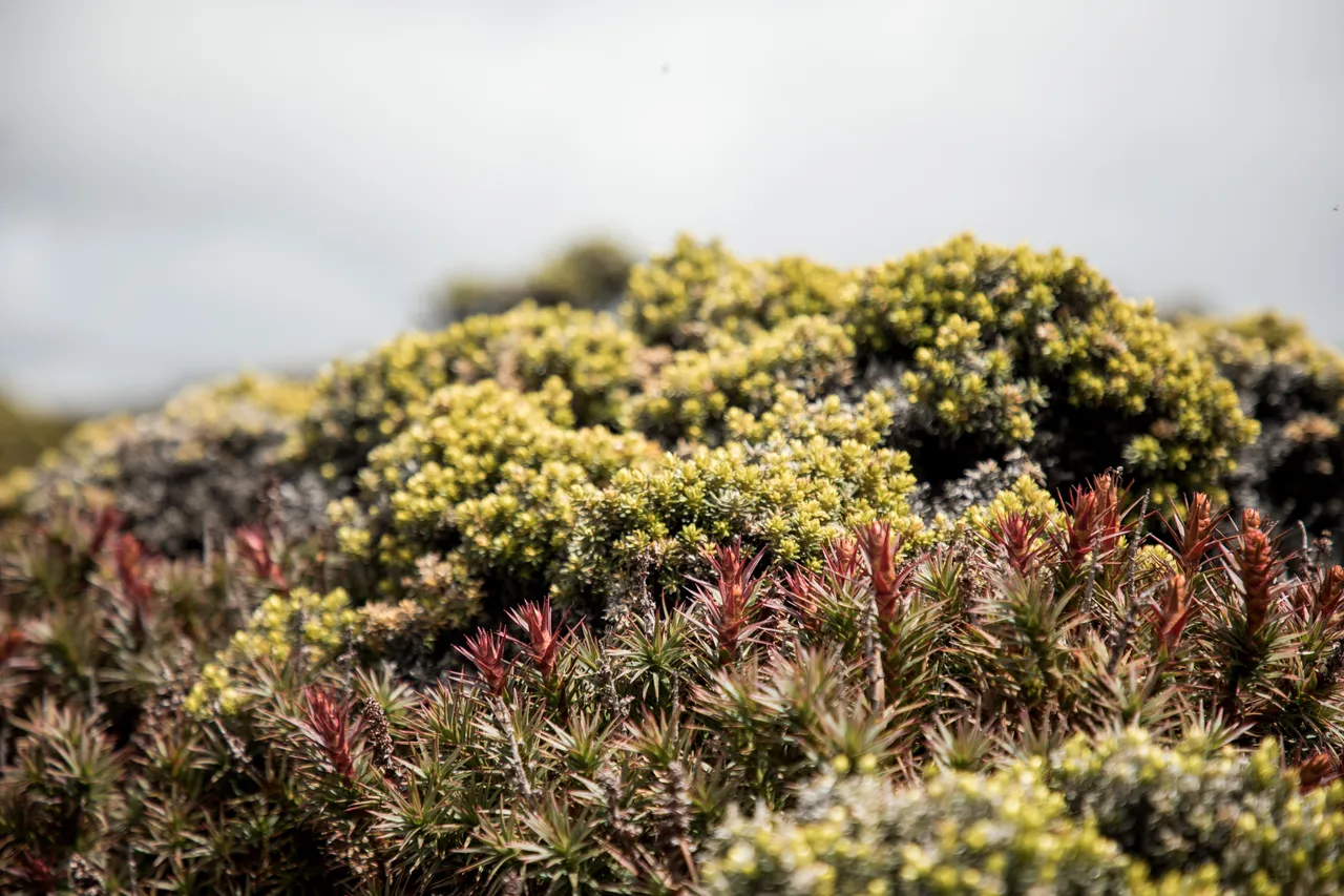 kunanyi / Mount Wellington