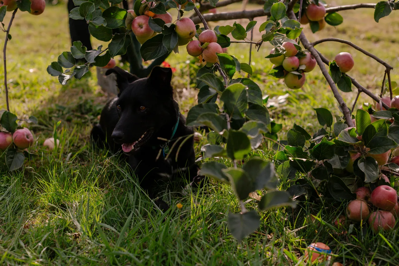 Orchard Dogs
