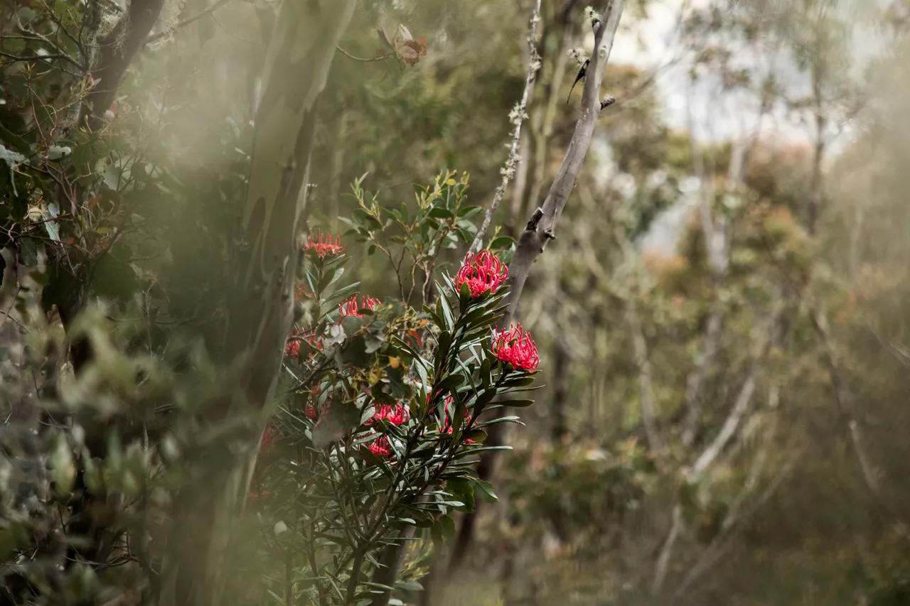 kunanyi Waratah