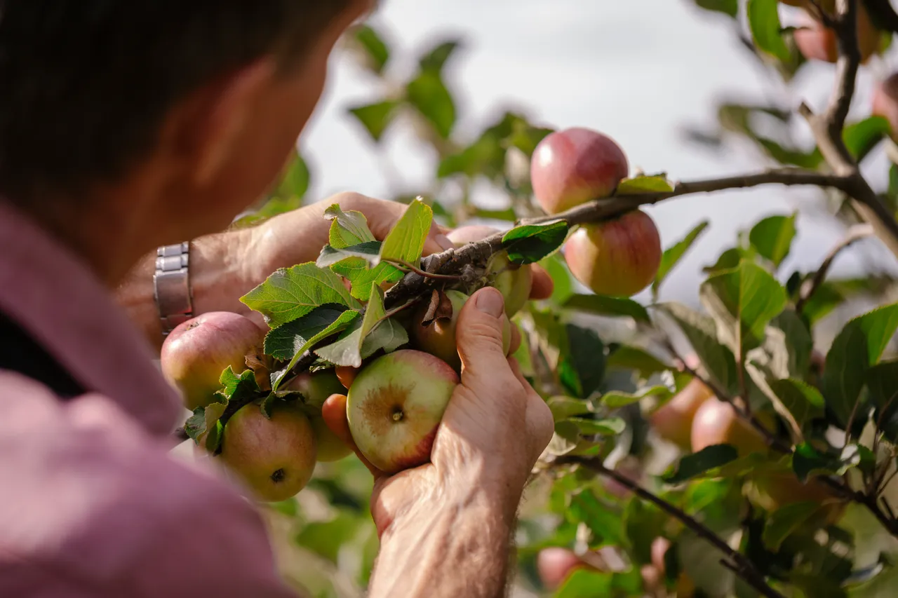 Cider Apple Picking