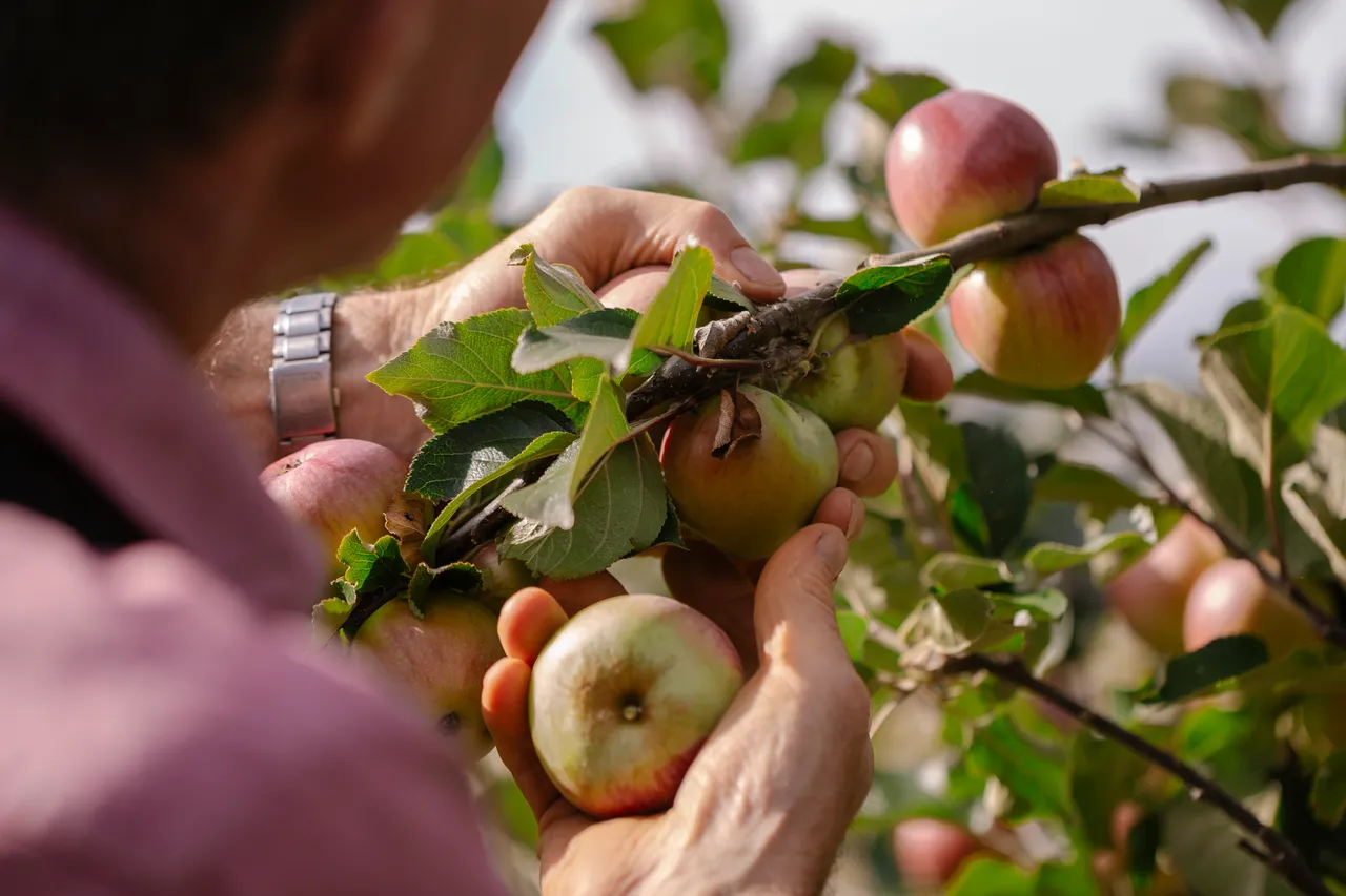 Cider Apple Picking