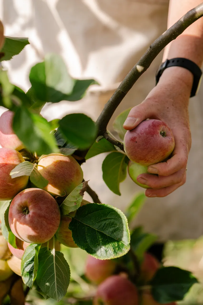 Cider Apple Picking