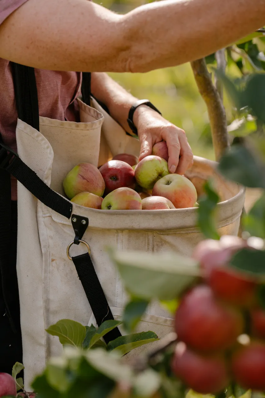 Cider Apple Picking