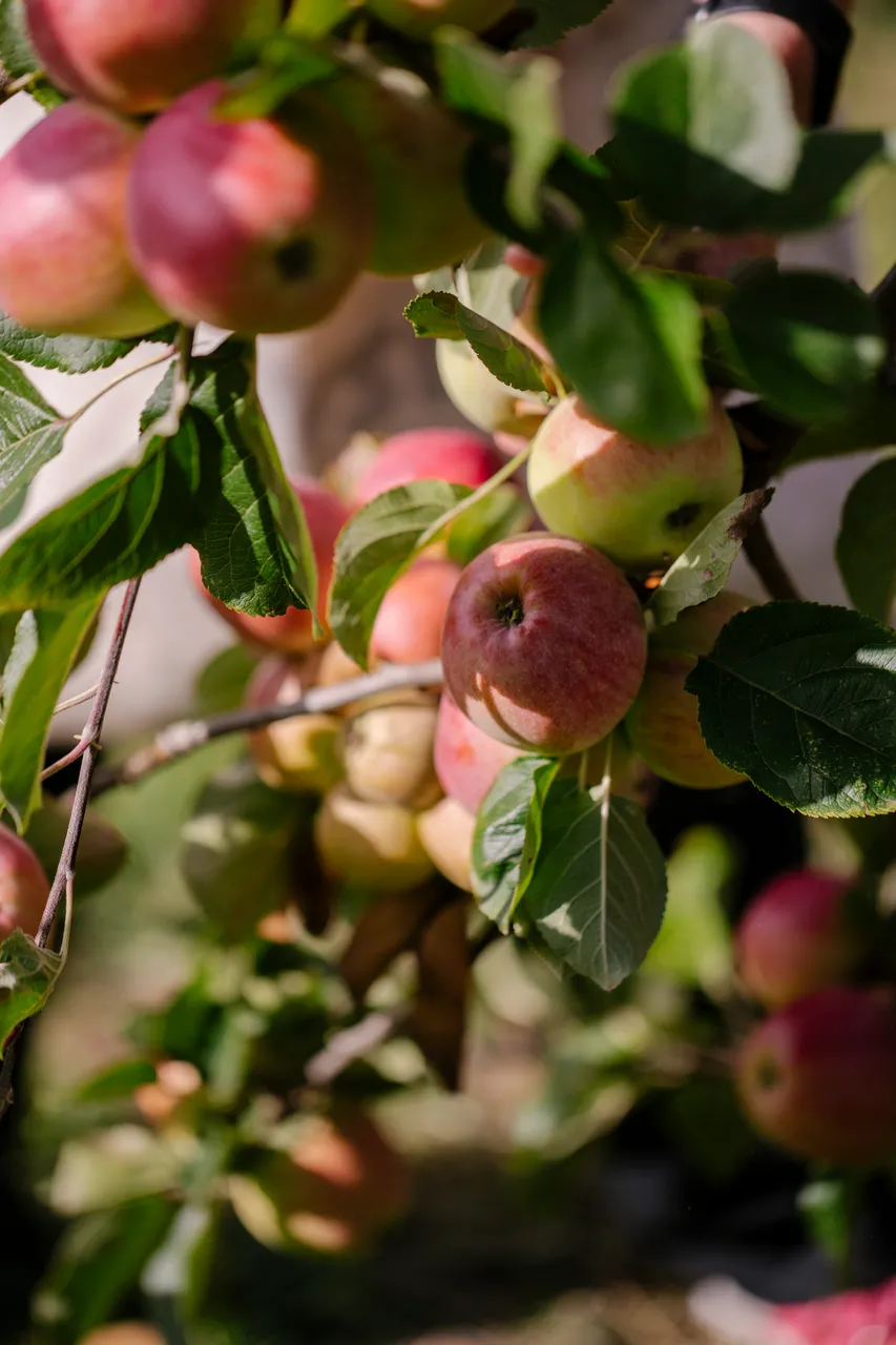 Cider Apples