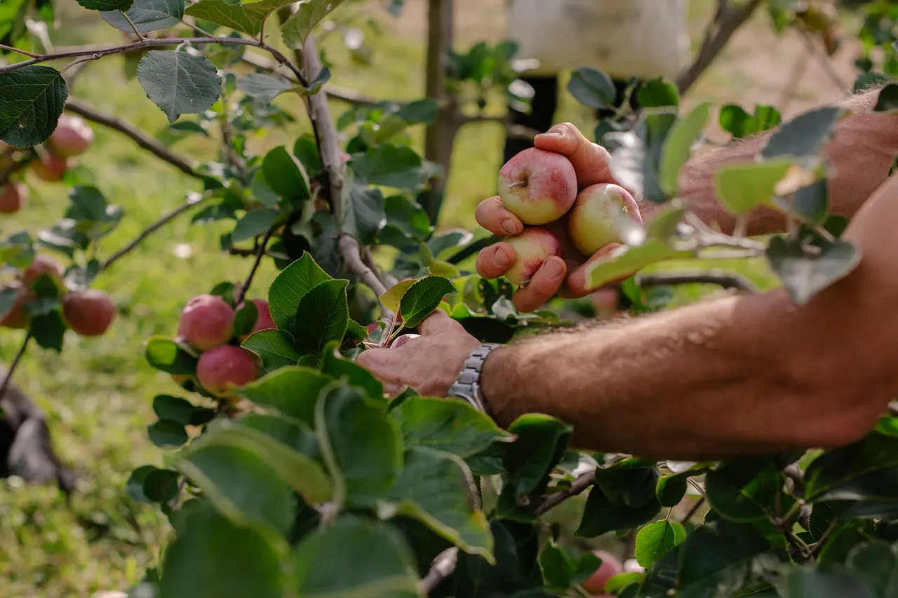 Cider Apple Picking