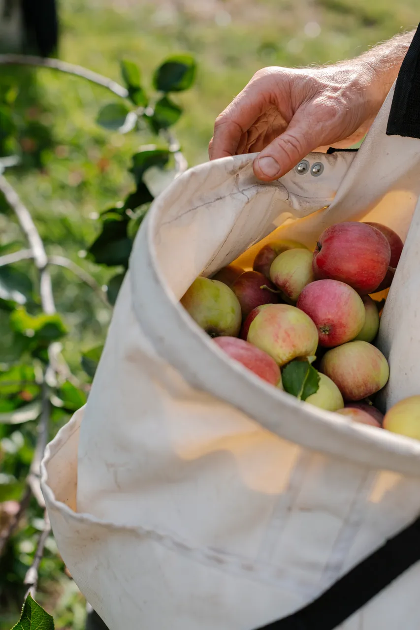 Cider Apple Picking
