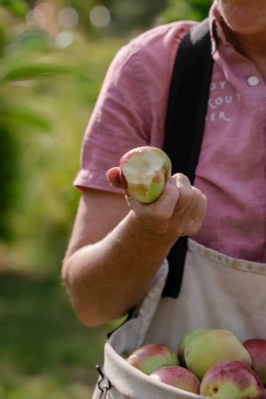 Cider Apple Picking