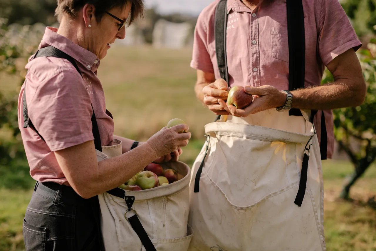 Cider Apple Picking