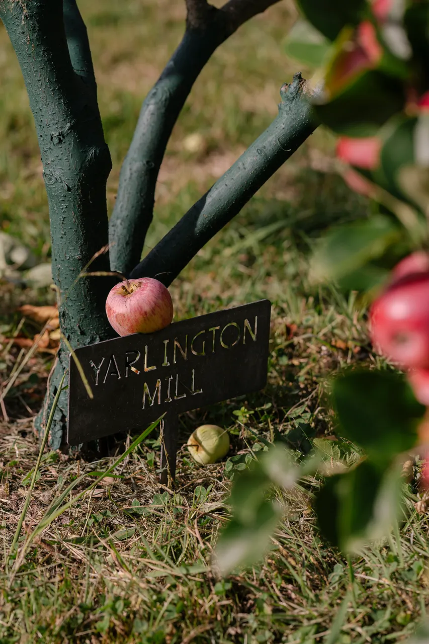 Cider Apples