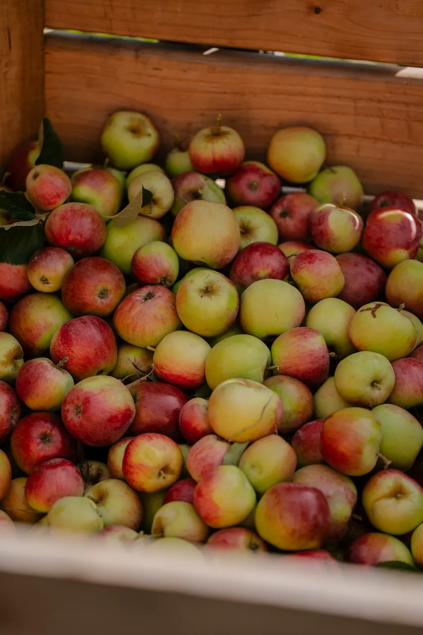 Cider Apples