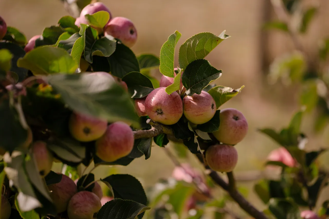 Cider Apples