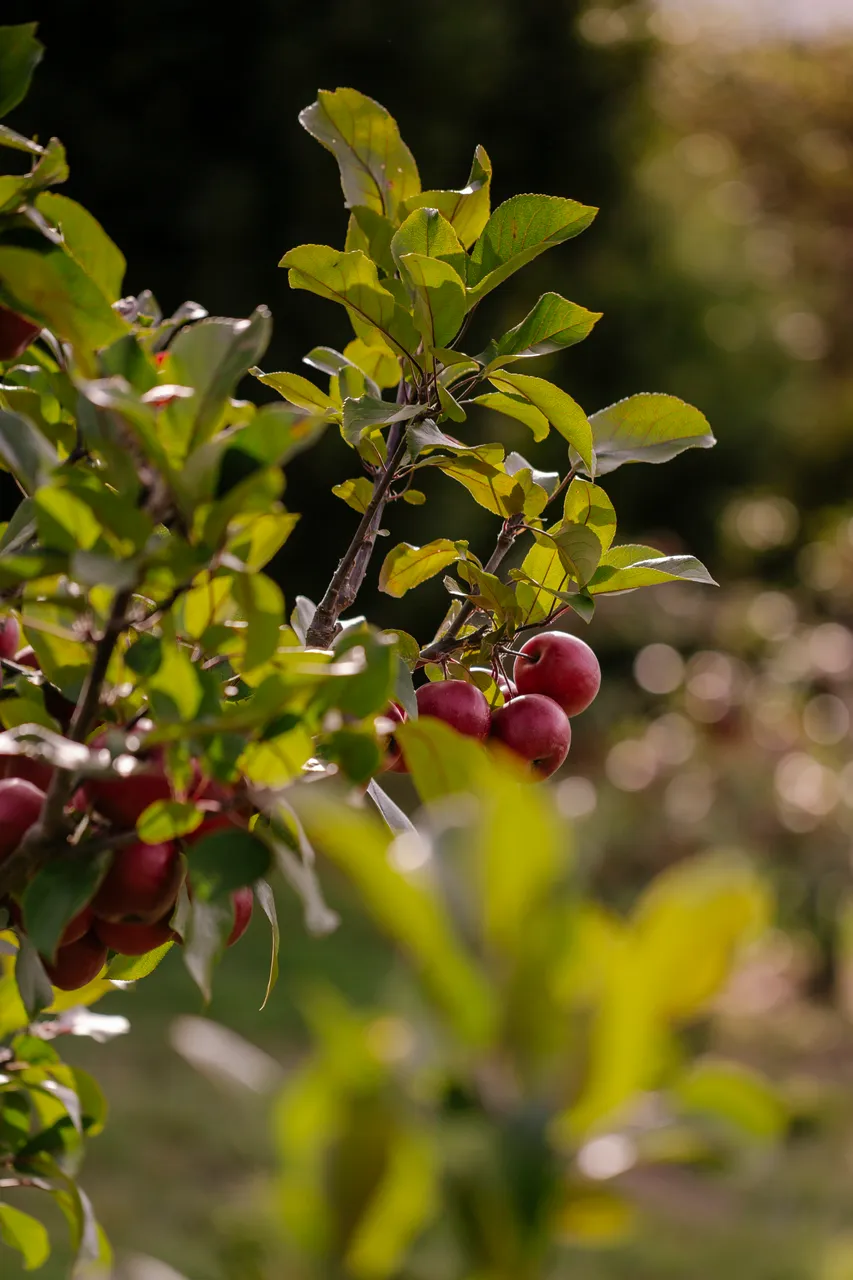 Cider Apples