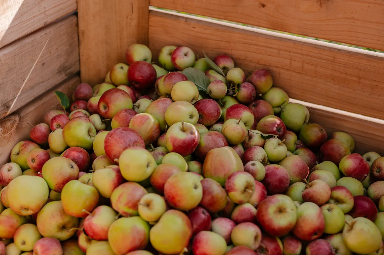 Cider Apples