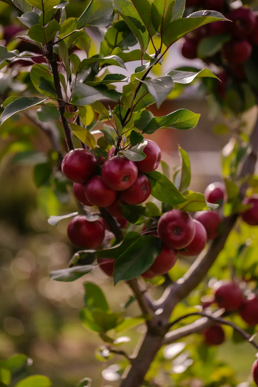 Cider Apples