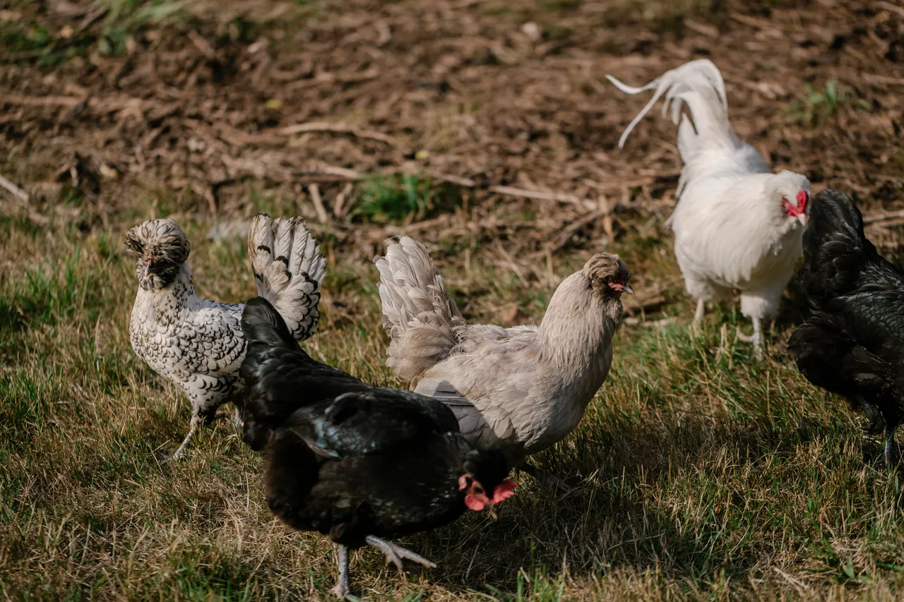 Chickens