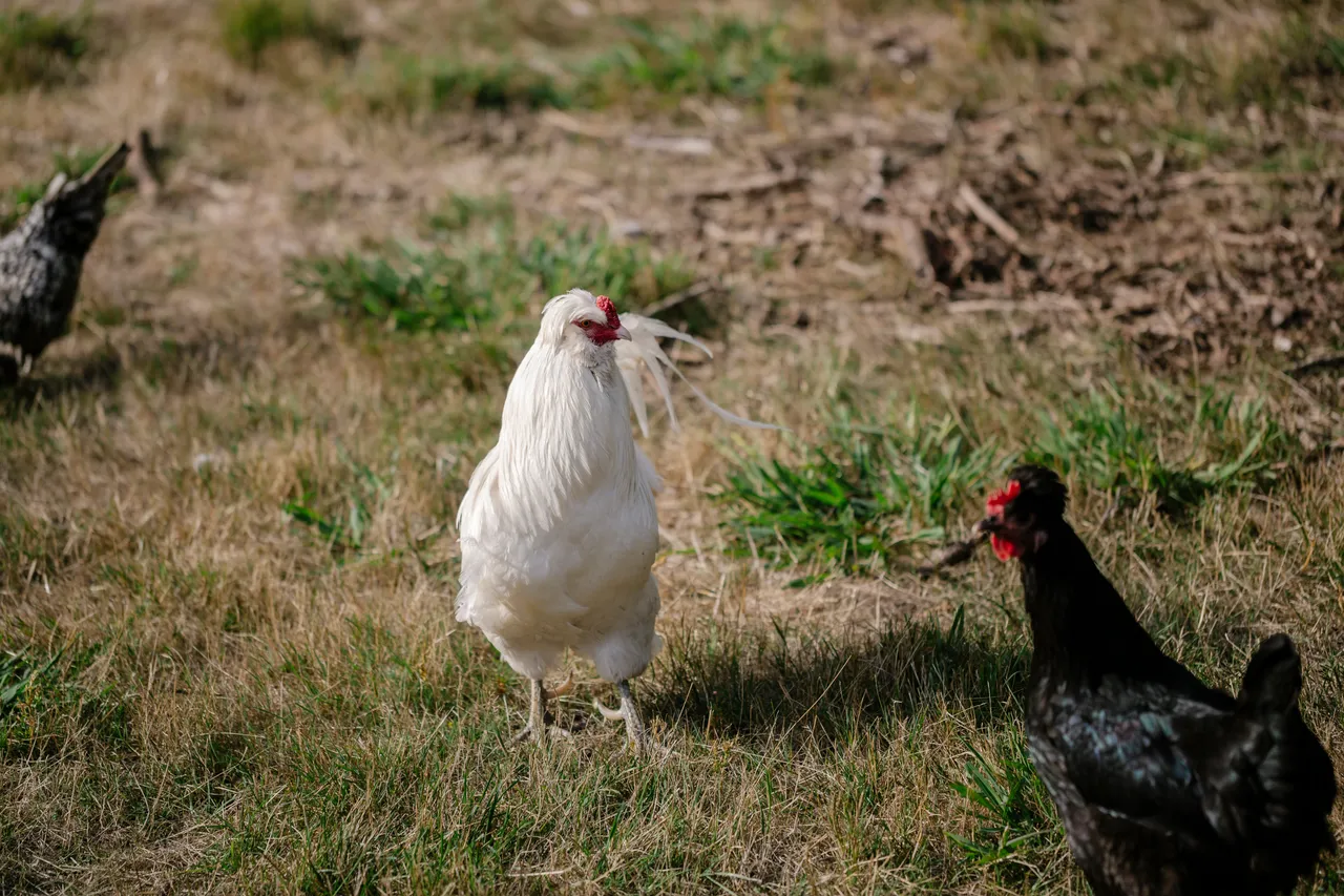 Chickens