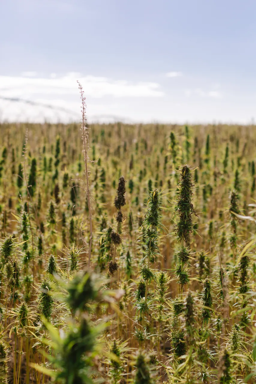 Hemp Field