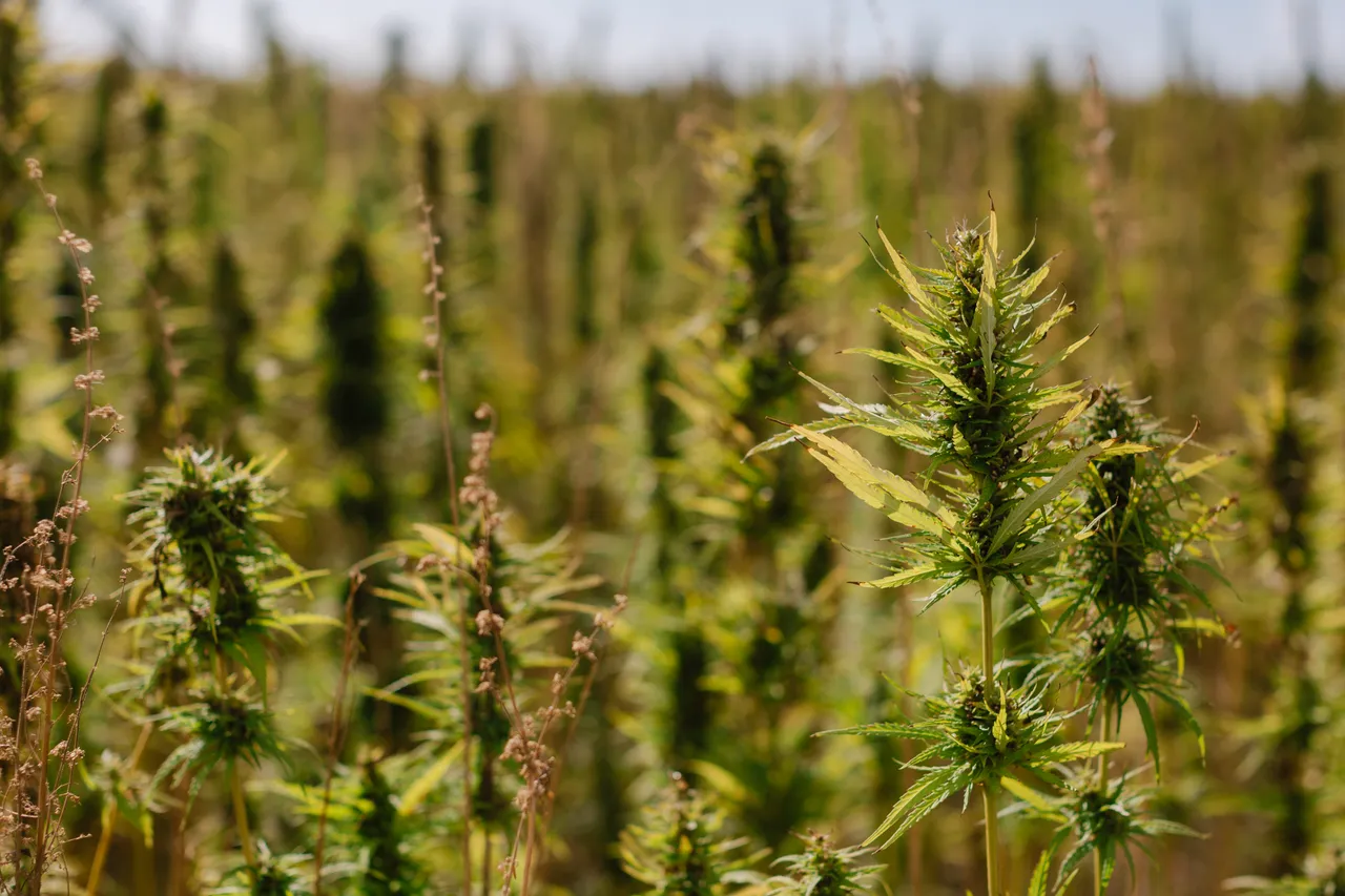 Hemp Field