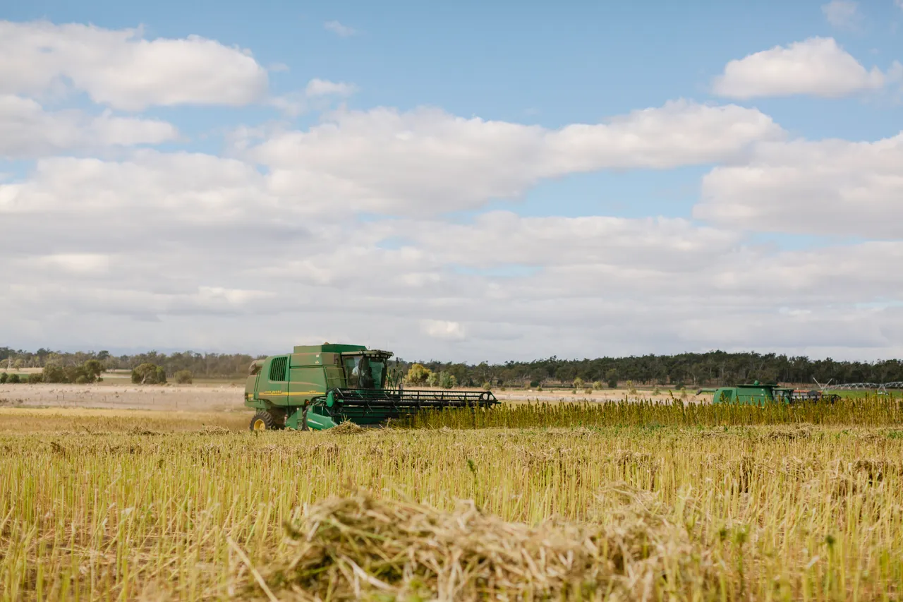 Hemp Field