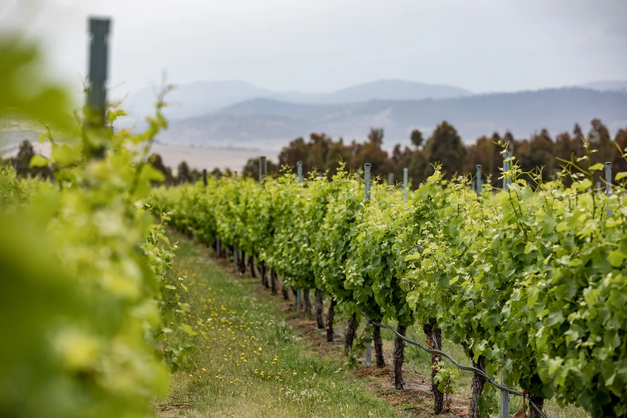 Frogmore Creek Winery