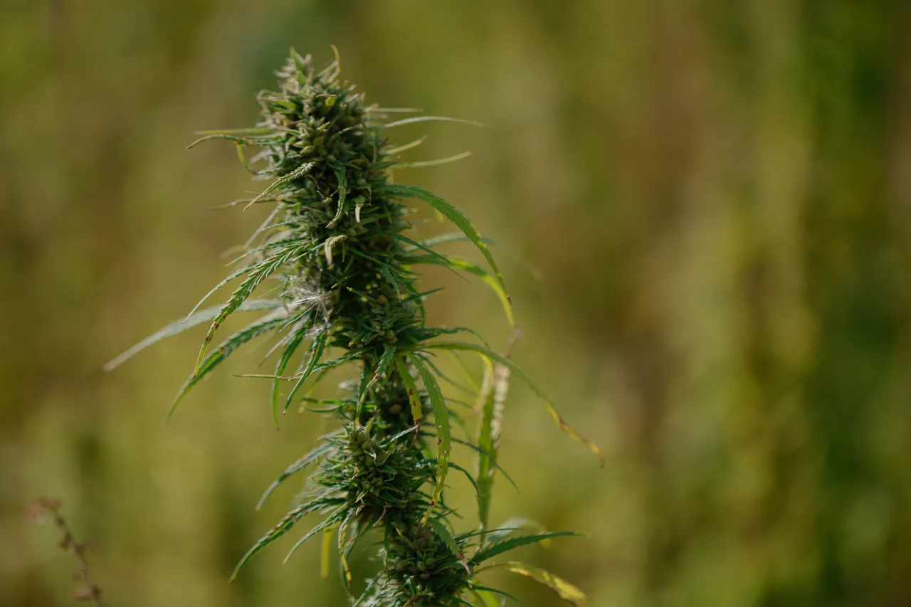 Hemp Field