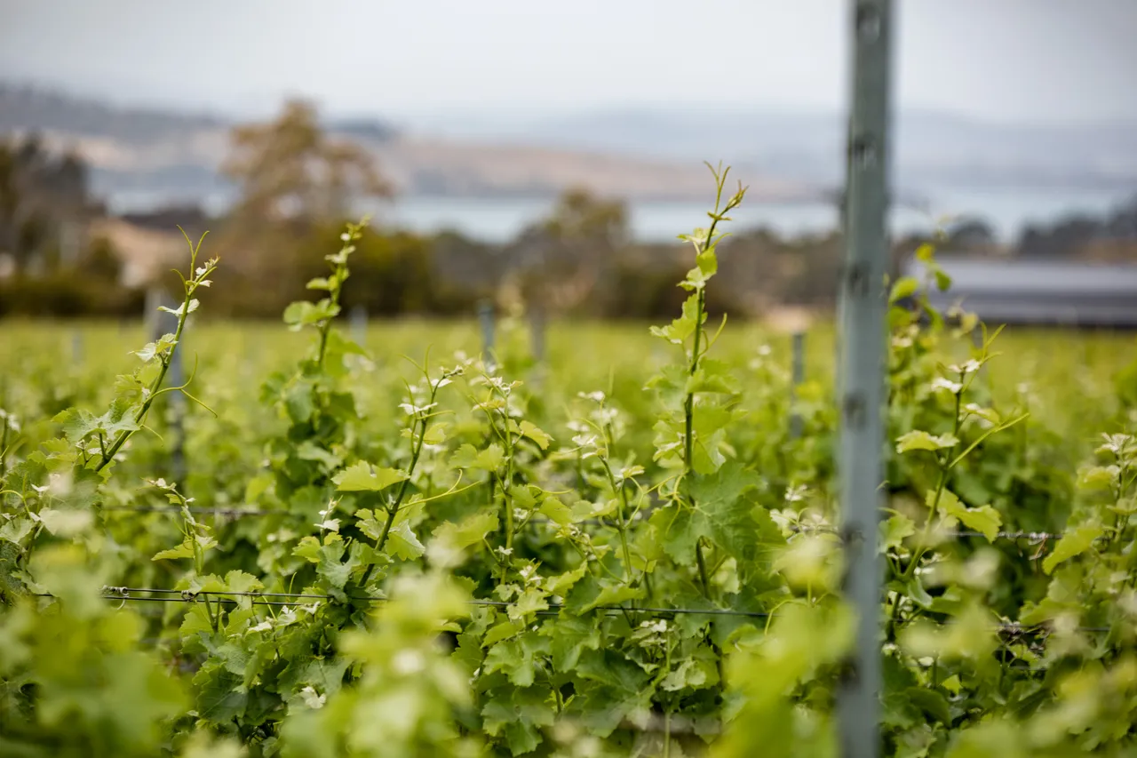 Frogmore Creek Winery