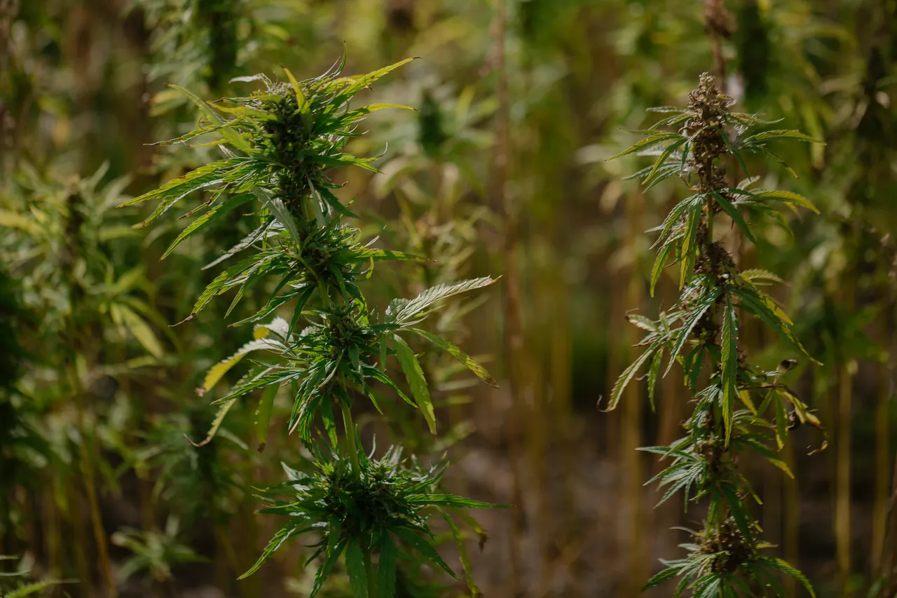 Hemp Field
