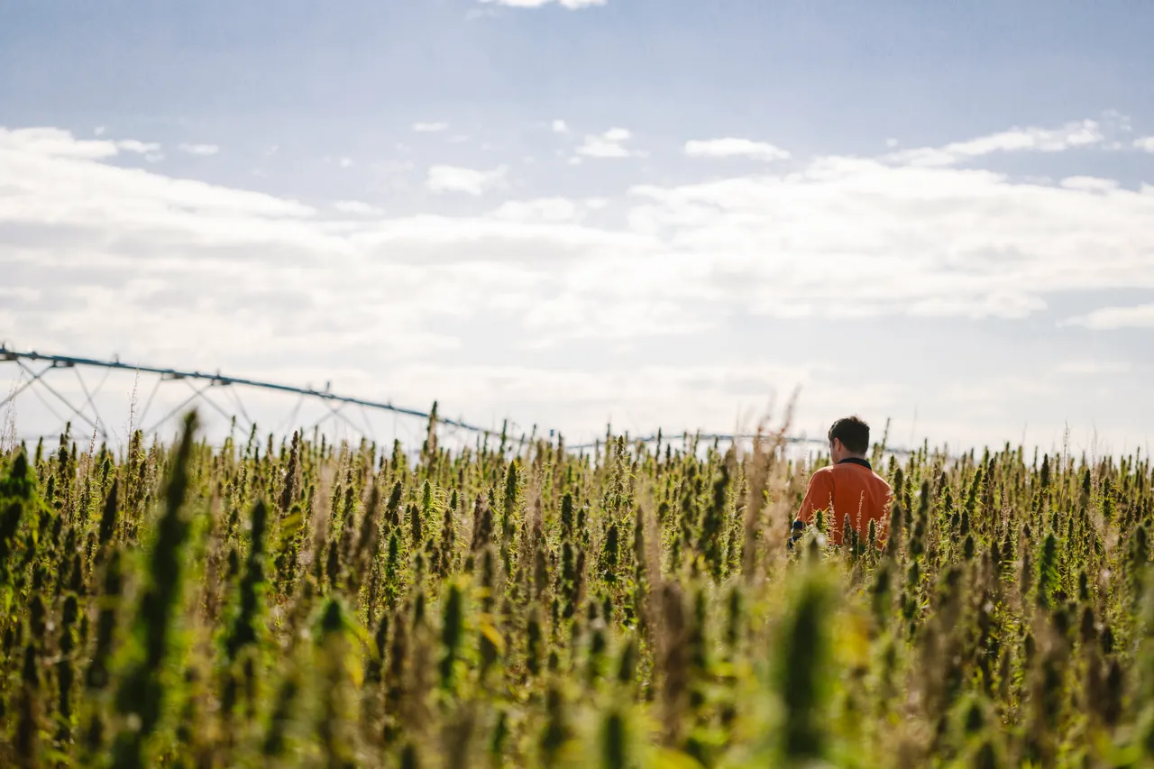 Hemp Field