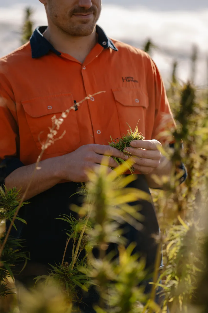 Hemp Field