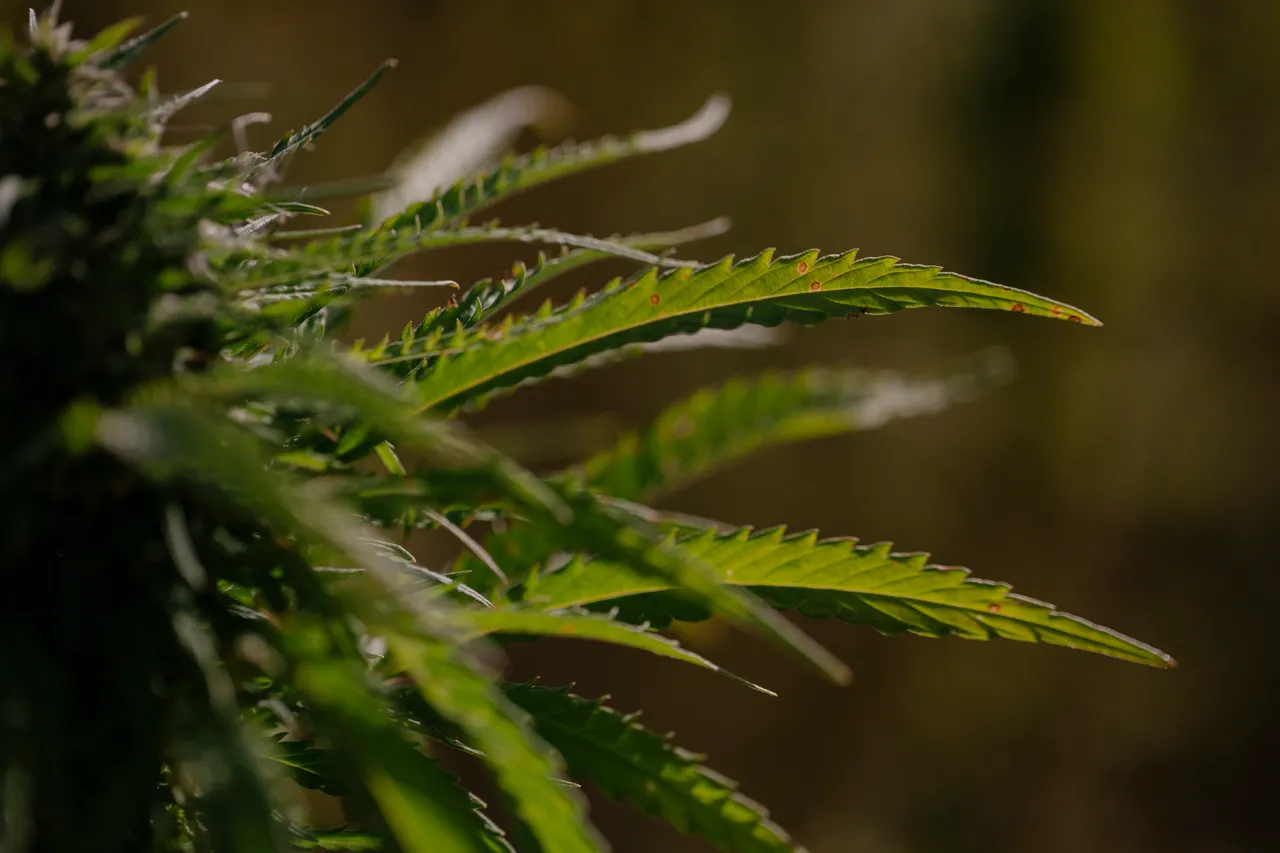 Hemp Field