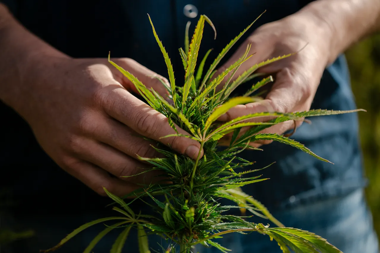 Hemp Field