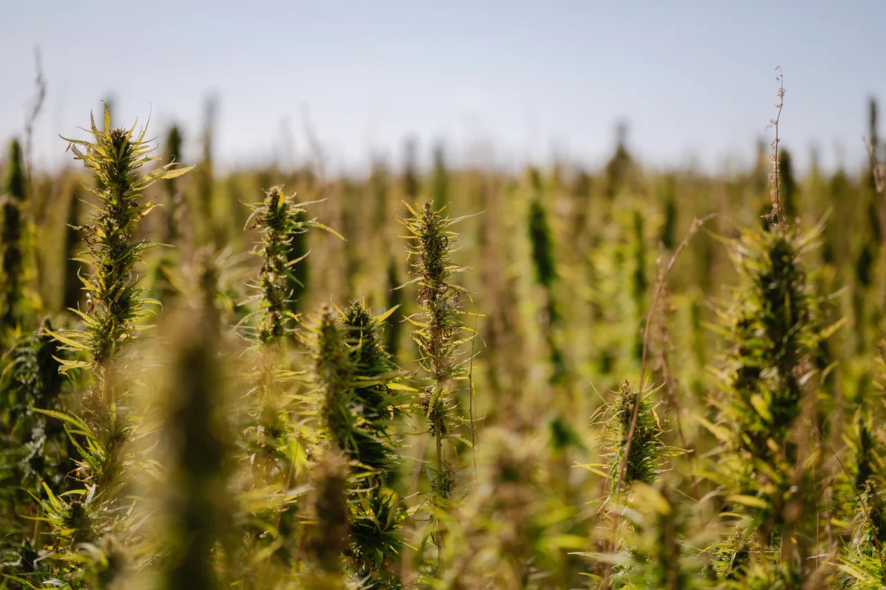 Hemp Field