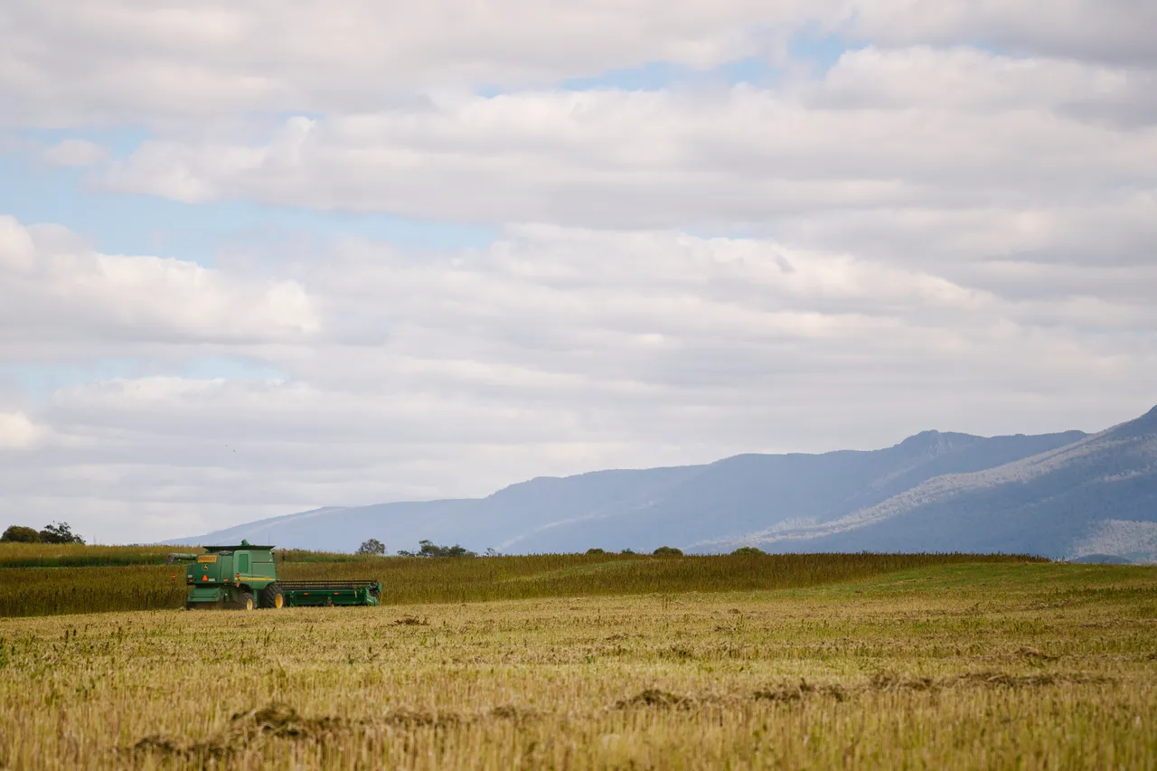 Hemp Field