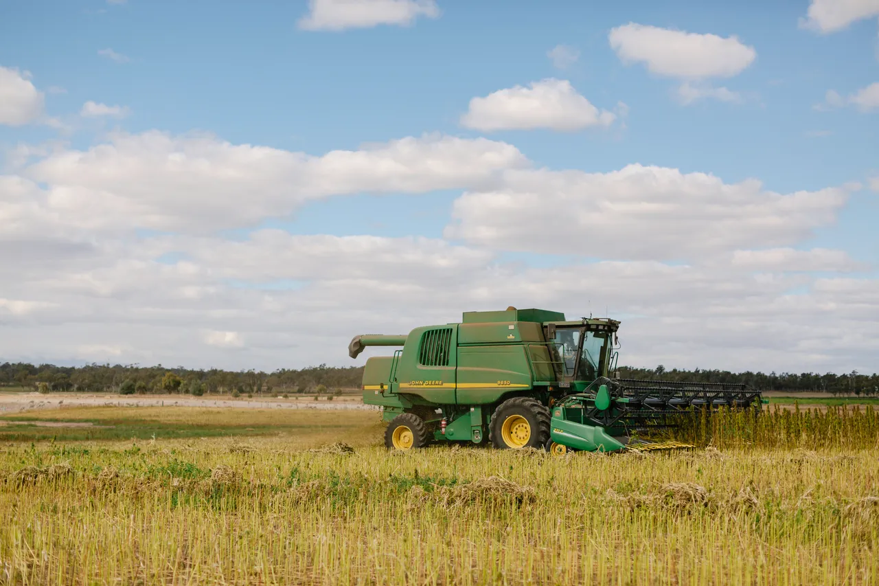 Hemp Field