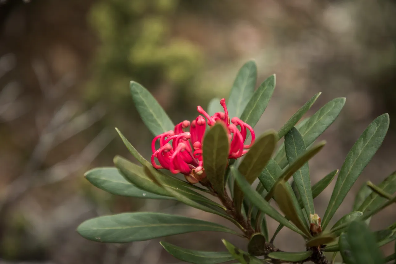 kunanyi Waratah