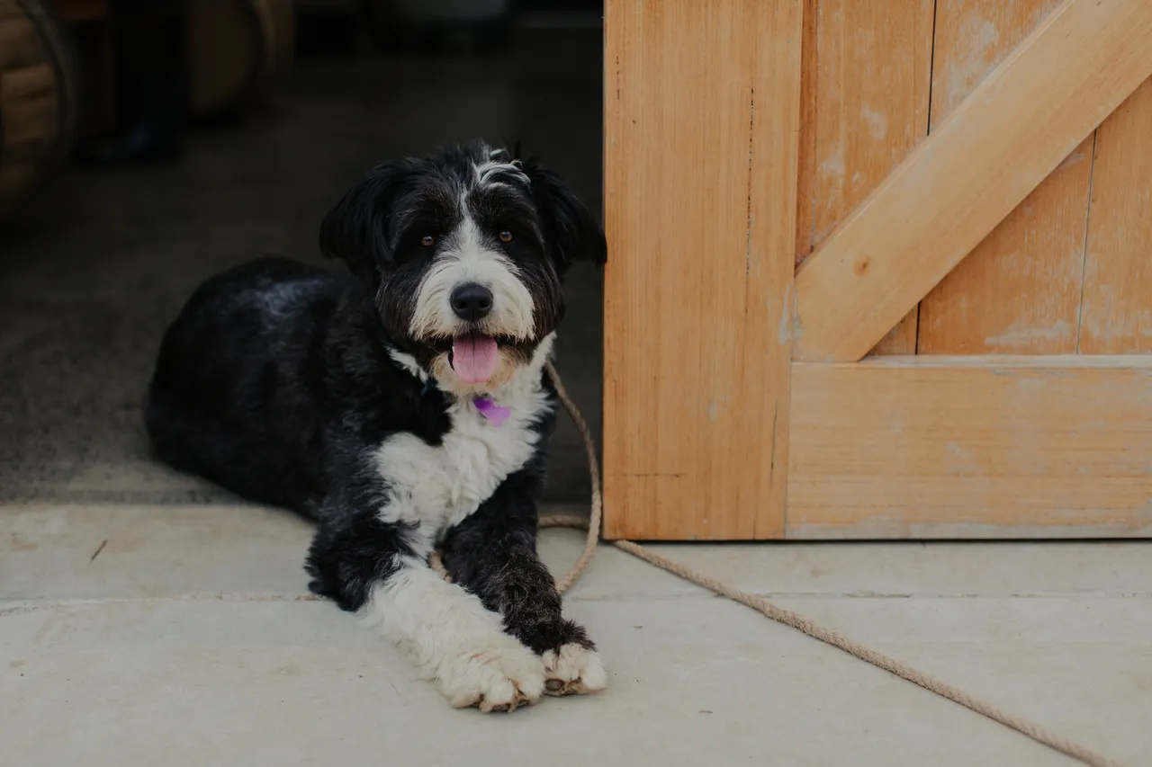 Distillery Dog