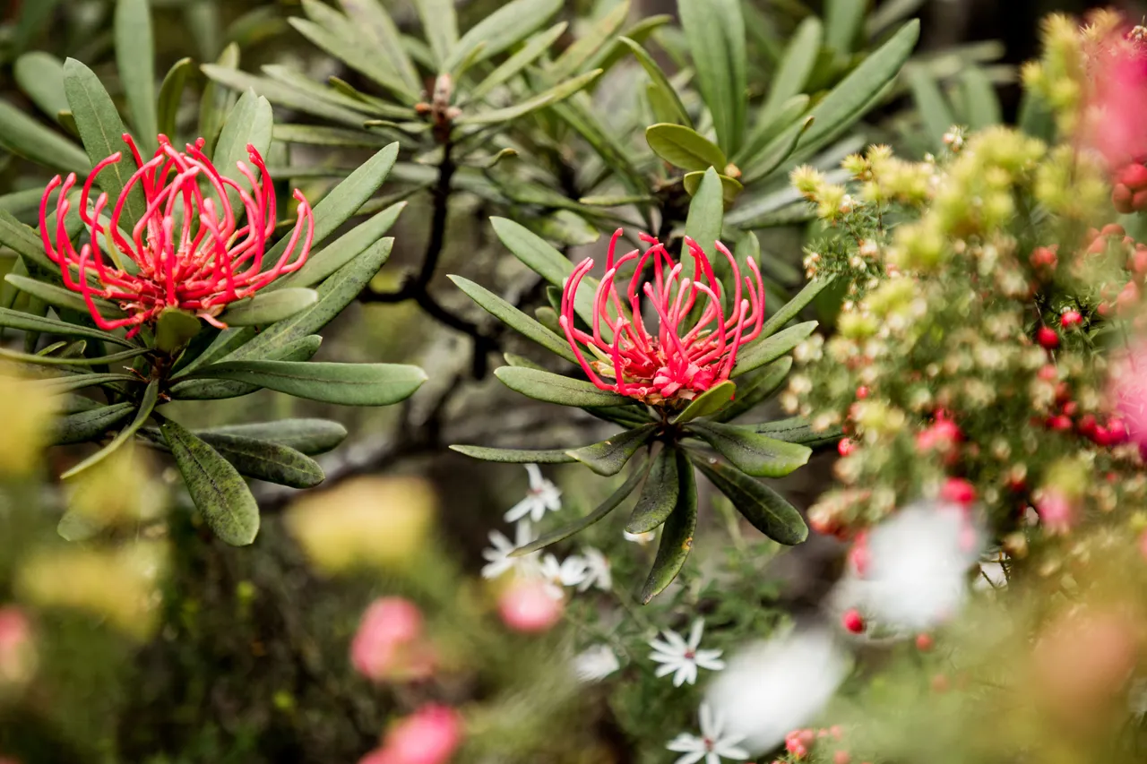 kunanyi Waratah