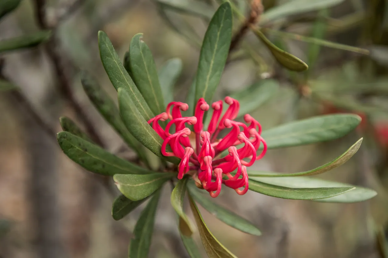 kunanyi Waratah