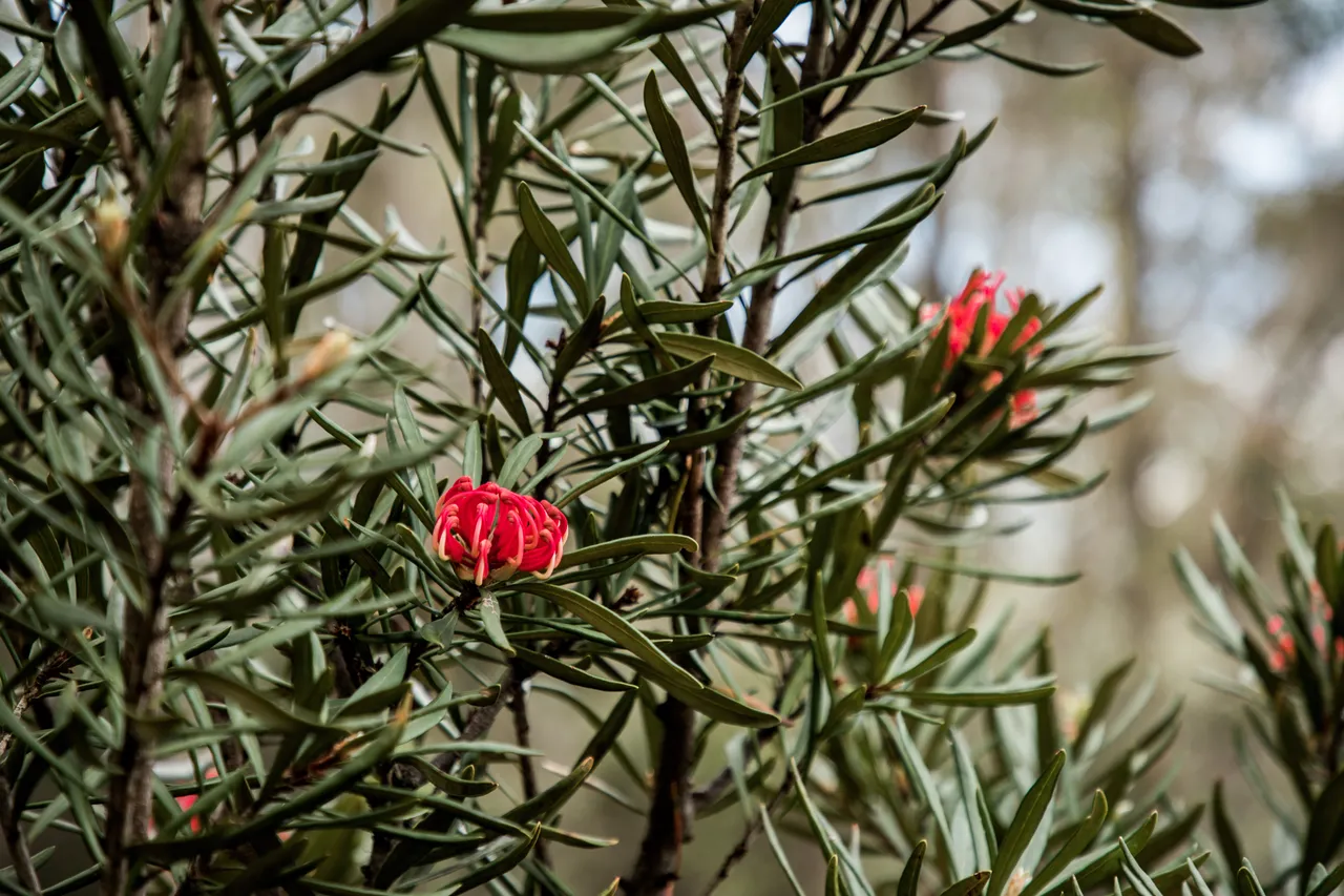 kunanyi Waratah