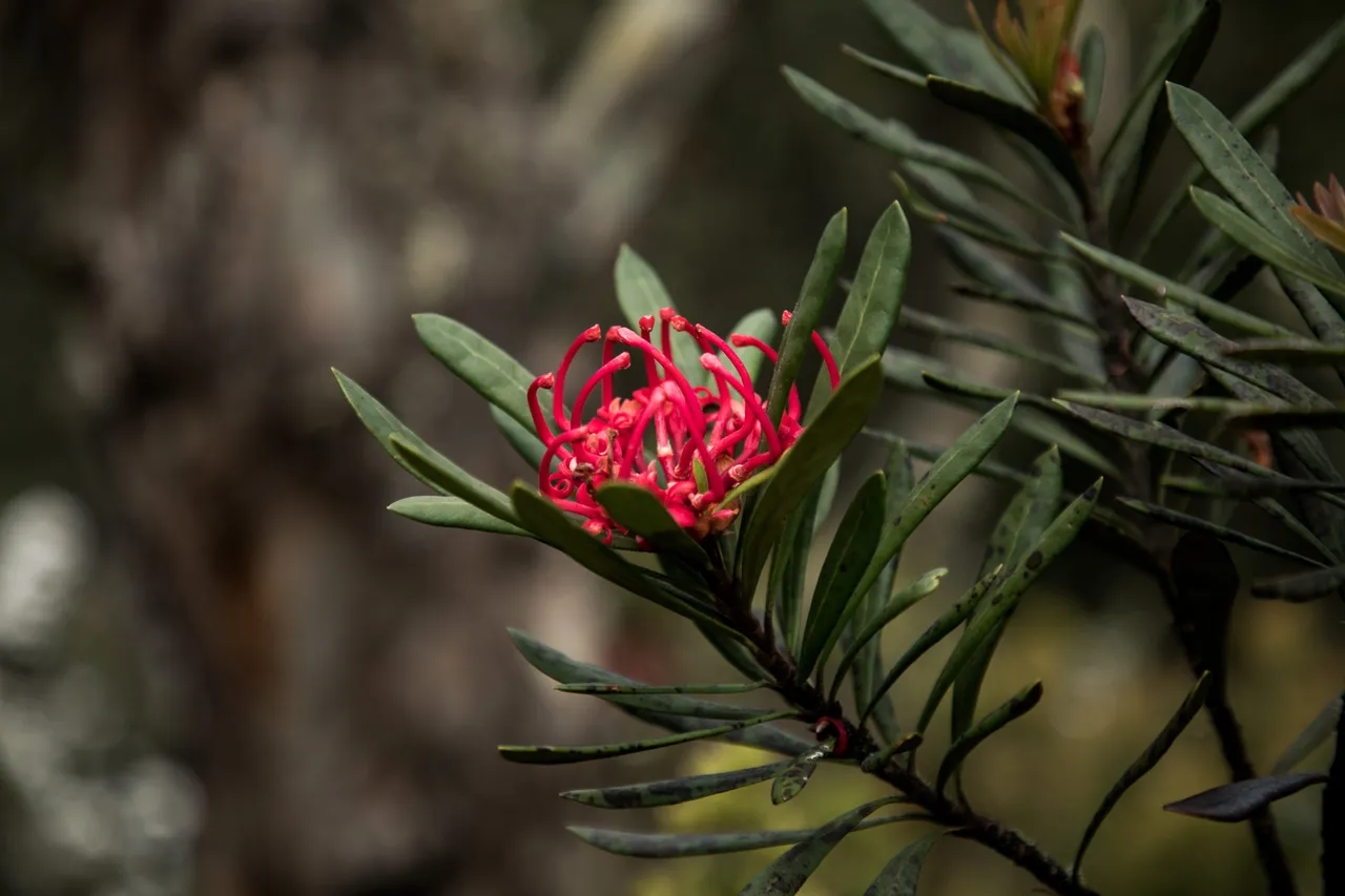 kunanyi Waratah