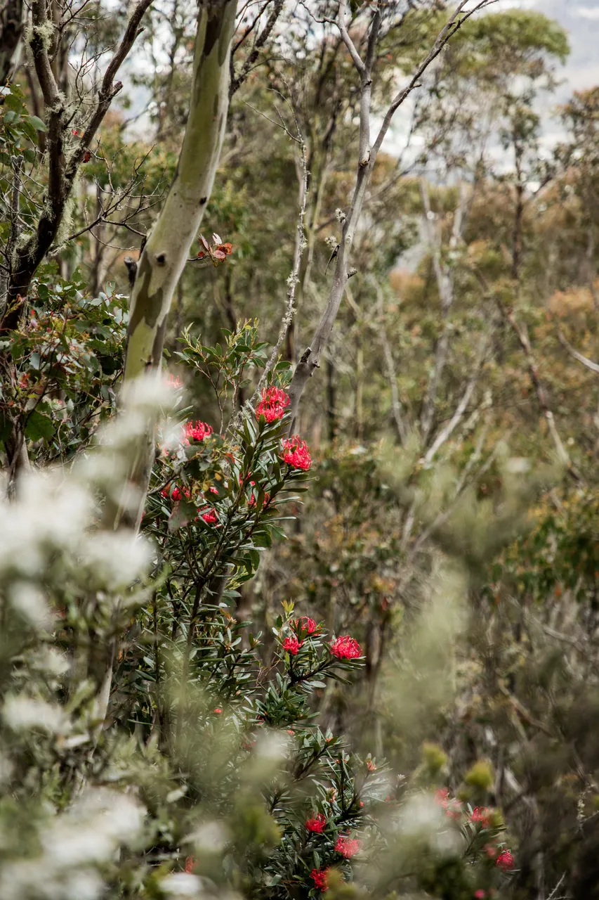 kunanyi Waratah