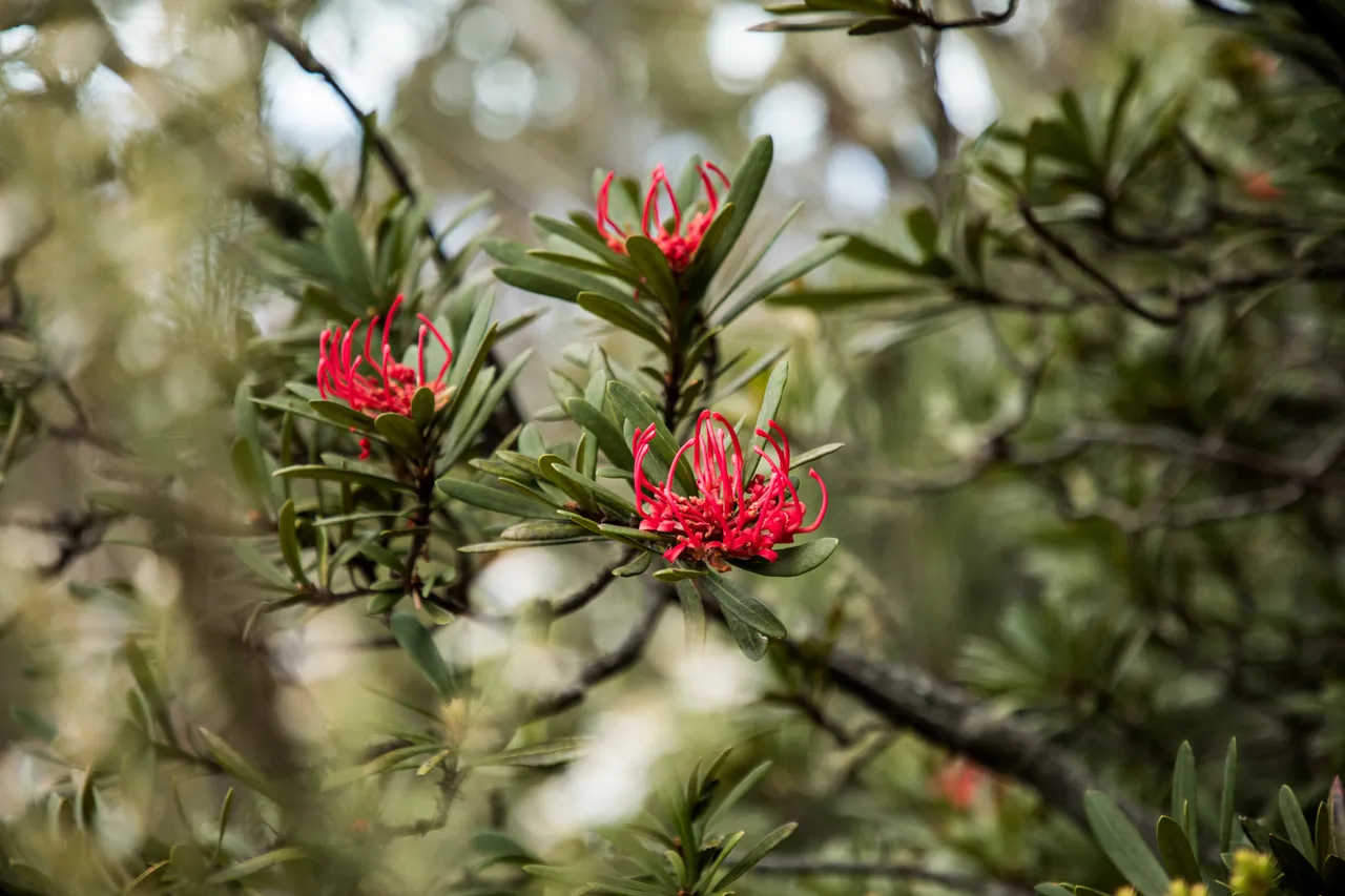 kunanyi Waratah