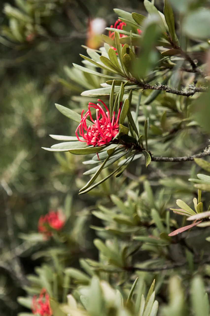 kunanyi Waratah