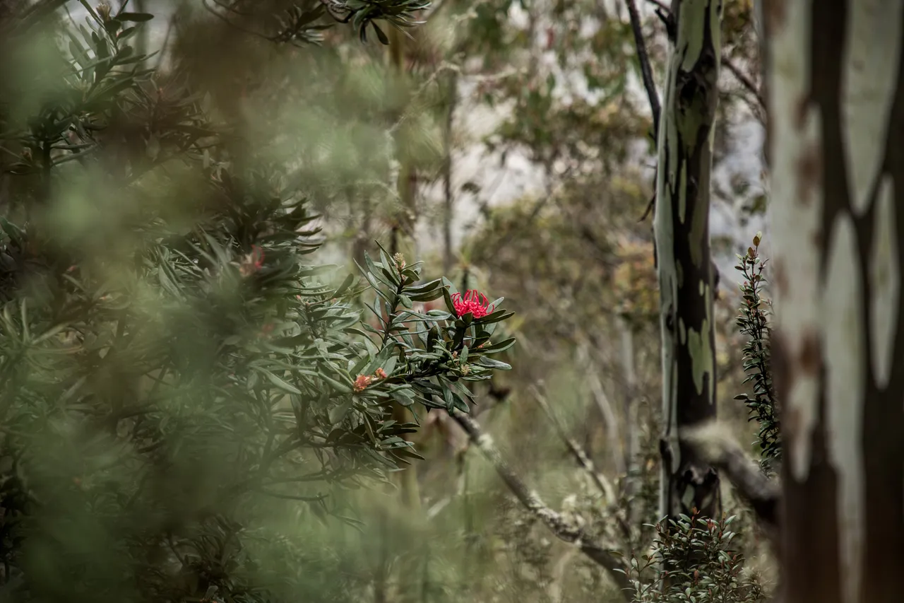 kunanyi Waratah