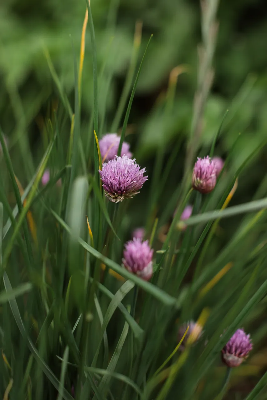 Chives